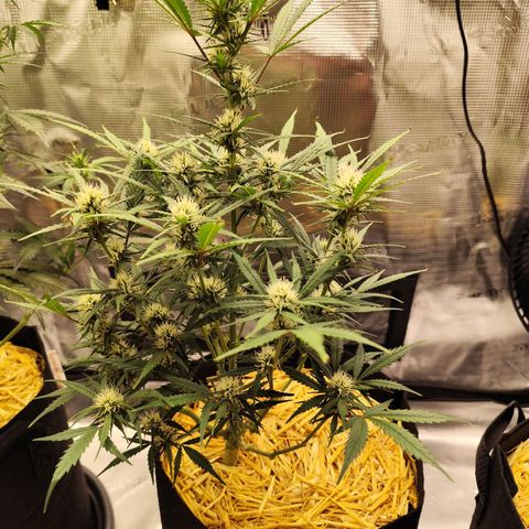 F R A #1 growlog timeline photo