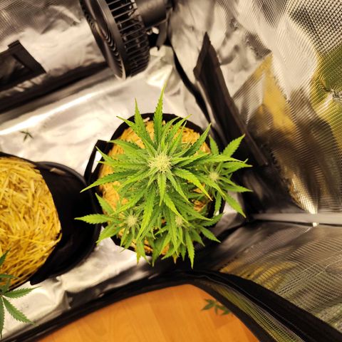 F R A #2 growlog timeline photo