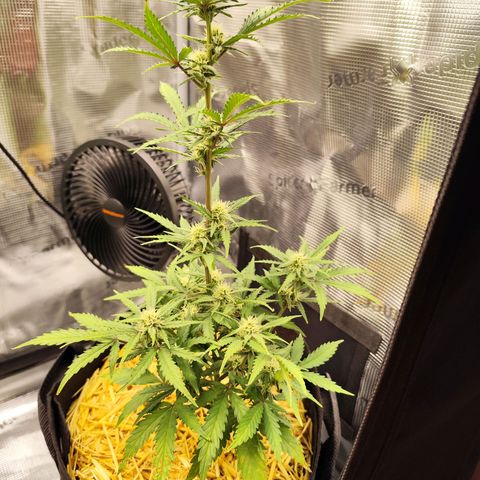 F R A #2 growlog timeline photo