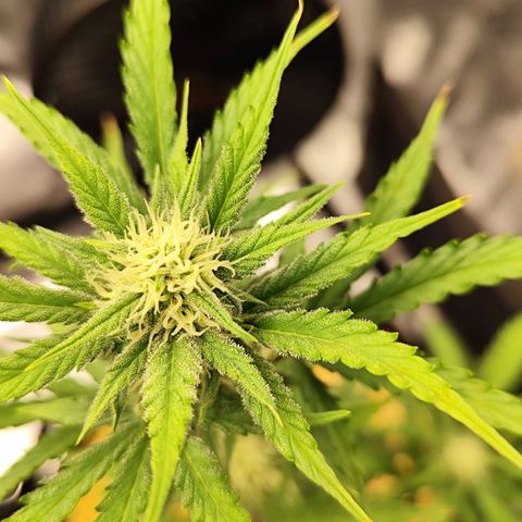 F R A #2 growlog timeline photo