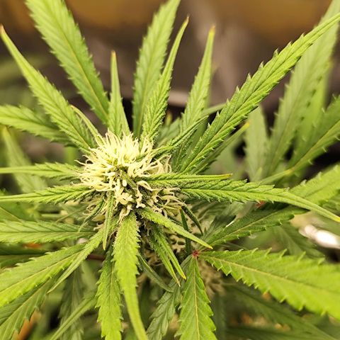 F R A #1 growlog timeline photo