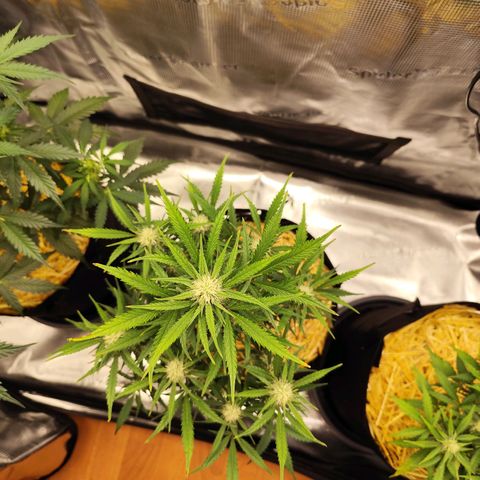 F R A #1 growlog timeline photo