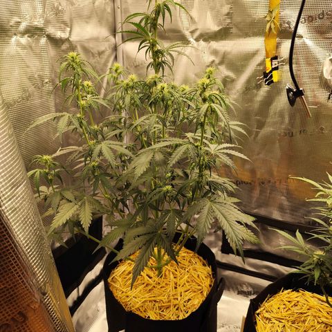 W Z A growlog timeline photo