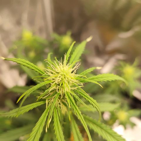 W Z A growlog timeline photo