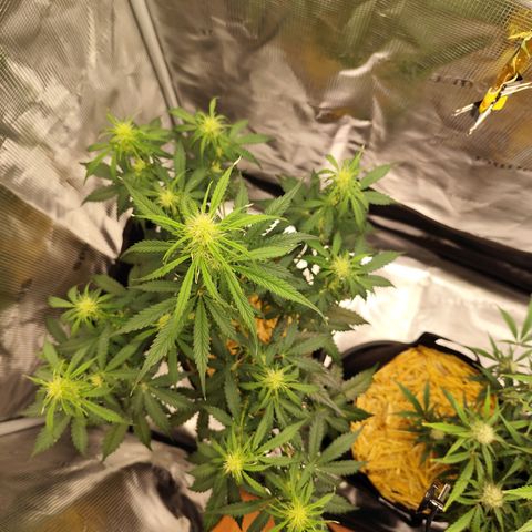 W Z A growlog timeline photo
