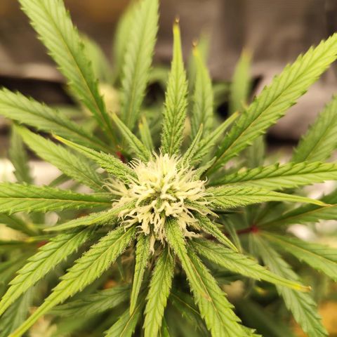 F R A #1 growlog timeline photo