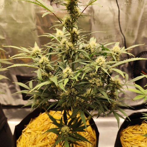 F R A #1 growlog timeline photo
