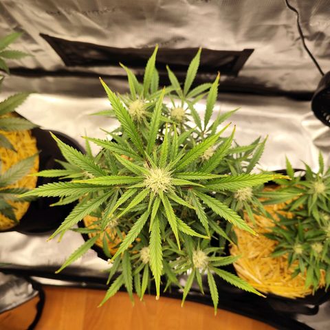 F R A #1 growlog timeline photo