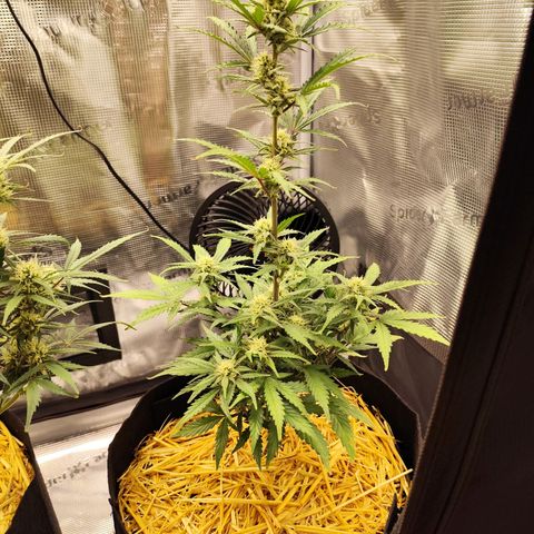 F R A #2 growlog timeline photo