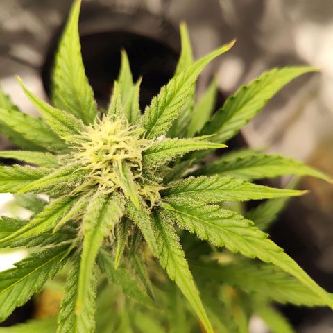 F R A #2 growlog timeline photo