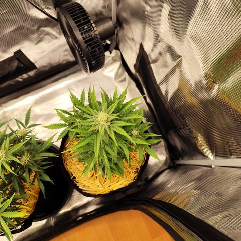 F R A #2 growlog timeline photo