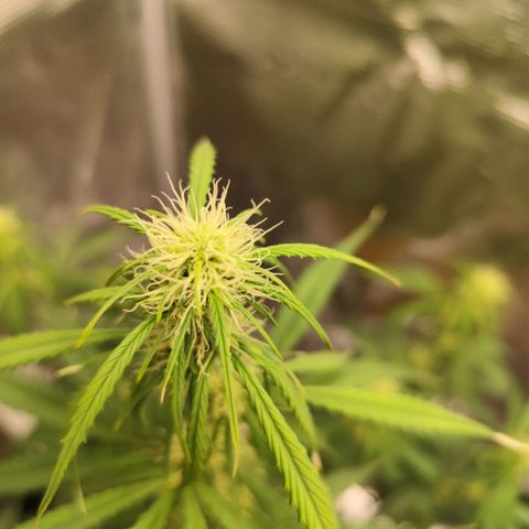 W Z A growlog timeline photo