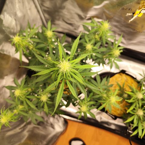 W Z A growlog timeline photo