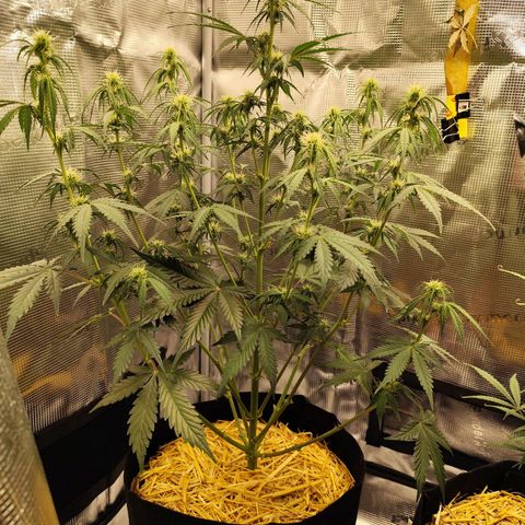 W Z A growlog timeline photo