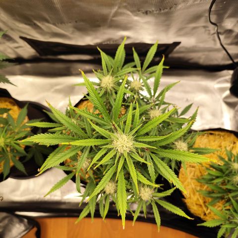 F R A #1 growlog timeline photo