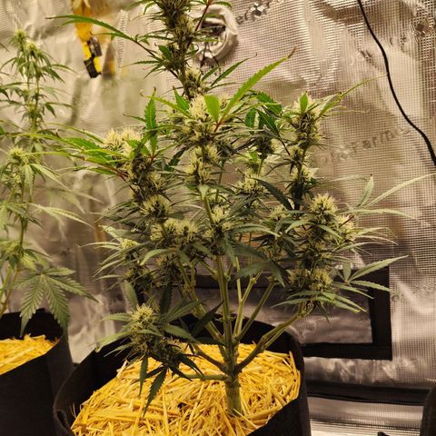 F R A #1 growlog timeline photo