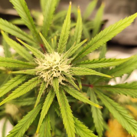 F R A #1 growlog timeline photo