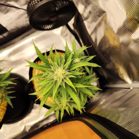 F R A #2 growlog timeline photo