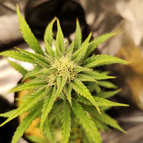 F R A #2 growlog timeline photo
