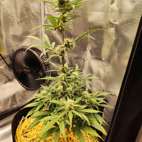 F R A #2 growlog timeline photo