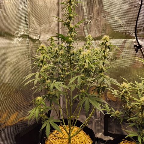 W Z A growlog timeline photo