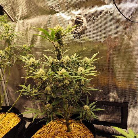 F R A #1 growlog timeline photo