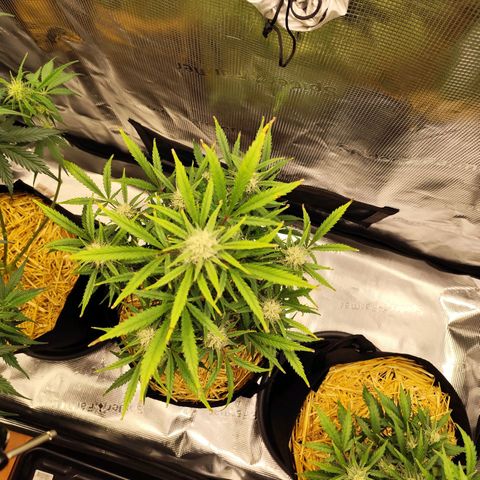 F R A #1 growlog timeline photo