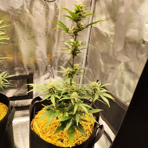F R A #2 growlog timeline photo
