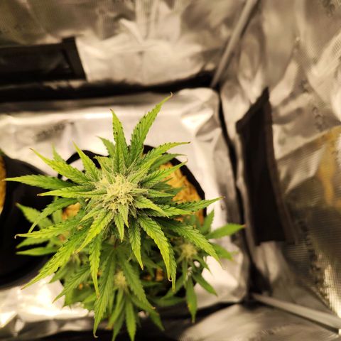 F R A #2 growlog timeline photo