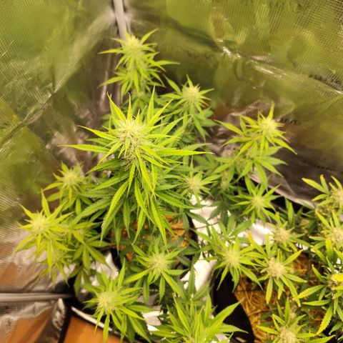 W Z A growlog timeline photo