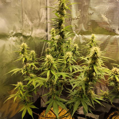 W Z A growlog timeline photo