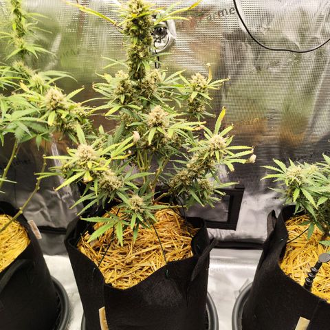 F R A #1 growlog timeline photo