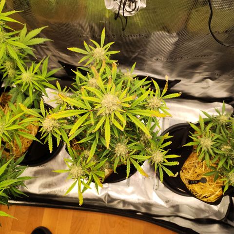 F R A #1 growlog timeline photo