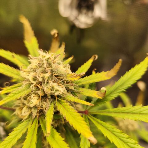 F R A #1 growlog timeline photo