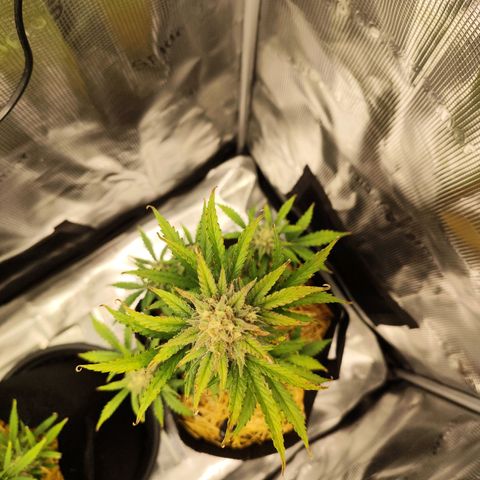 F R A #2 growlog timeline photo