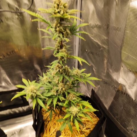 F R A #2 growlog timeline photo