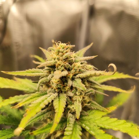 F R A #2 growlog timeline photo