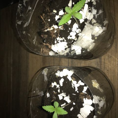 Cream Caramel growlog photo: plantulas bacanas
ya tienen nuevas hojas bebés 