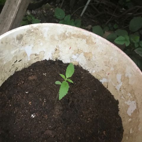 Cream Caramel growlog photo: el cambio de maceta va bie. 
