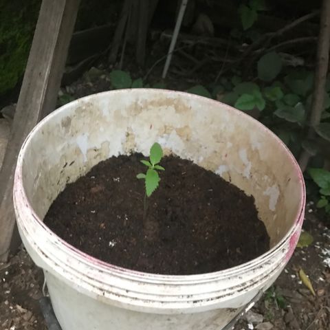 Cream Caramel growlog photo: el cambio de maceta va bie. 