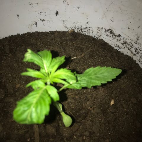 Cream Caramel growlog photo: De tres plantas sólo quedan dos 
una tiene las hojas arrugadas pero hice su cambio de maceta para que no reciba tanto calor en sus raíces 