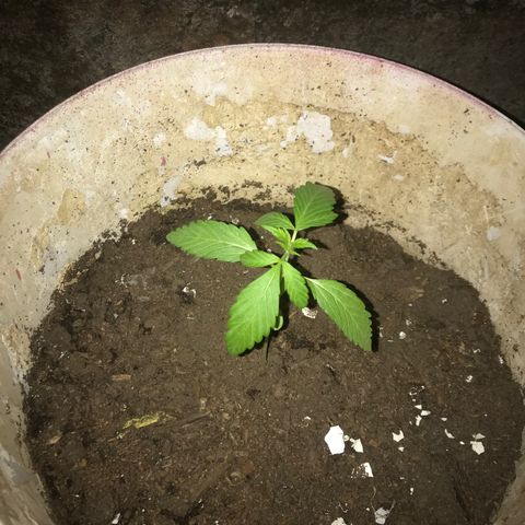 Cream Caramel growlog photo: De tres plantas sólo quedan dos 
una tiene las hojas arrugadas pero hice su cambio de maceta para que no reciba tanto calor en sus raíces 