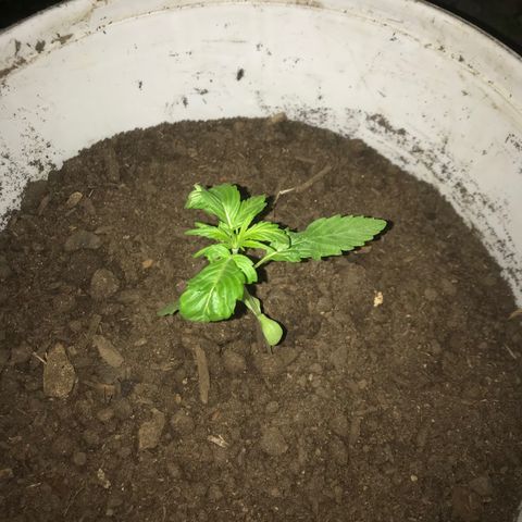 Cream Caramel growlog photo: De tres plantas sólo quedan dos 
una tiene las hojas arrugadas pero hice su cambio de maceta para que no reciba tanto calor en sus raíces 