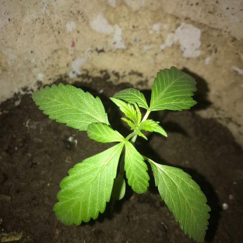 Cream Caramel growlog photo: De tres plantas sólo quedan dos 
una tiene las hojas arrugadas pero hice su cambio de maceta para que no reciba tanto calor en sus raíces 
