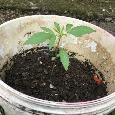 Cream Caramel growlog timeline photo