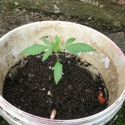 Cream Caramel growlog timeline photo