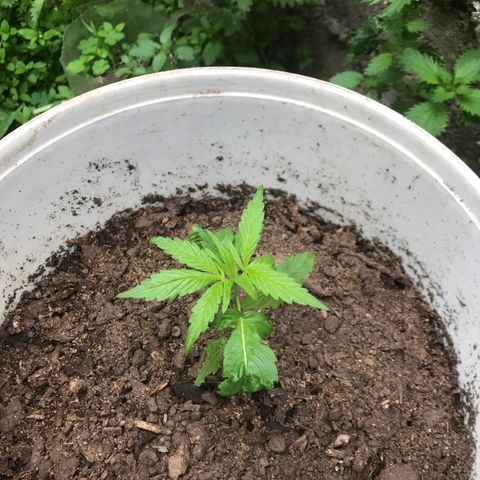 Cream Caramel growlog photo: vamos bn 