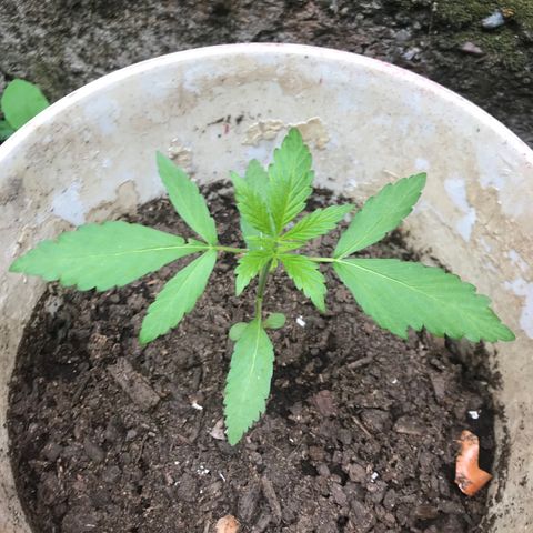 Cream Caramel growlog photo: vamos bn 