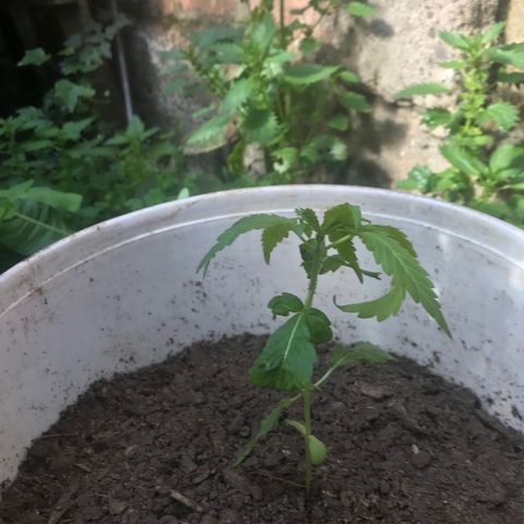 Cream Caramel growlog timeline photo
