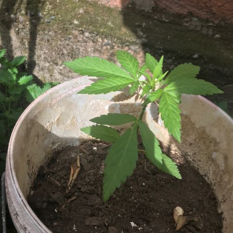 Cream Caramel growlog photo: van bien y ya tienen olor 